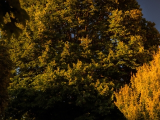 "Dunaújváros fái a négy évszakban" fotópályázat nyári ciklusa - fotó: 