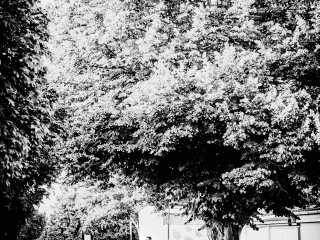 "Dunaújváros fái a négy évszakban" fotópályázat nyári ciklusa - fotó: 