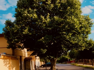 "Dunaújváros fái a négy évszakban" fotópályázat nyári ciklusa - fotó: 