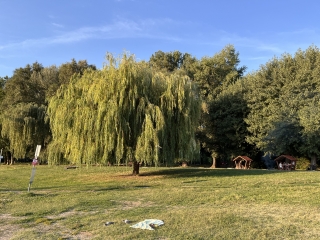 "Dunaújváros fái a négy évszakban" fotópályázat nyári ciklusa - fotó: 