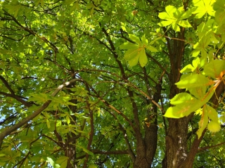 "Dunaújváros fái a négy évszakban" fotópályázat nyári ciklusa - fotó: 