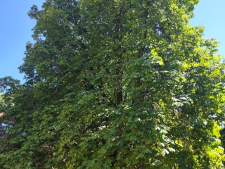 "Dunaújváros fái a négy évszakban" fotópályázat nyári ciklusa - fotó: 