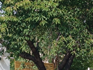 "Dunaújváros fái a négy évszakban" fotópályázat nyári ciklusa - fotó: 