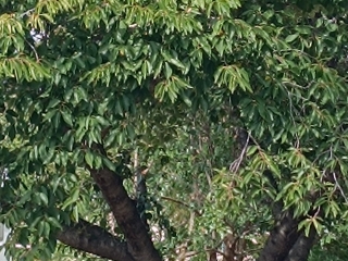 "Dunaújváros fái a négy évszakban" fotópályázat nyári ciklusa - fotó: 