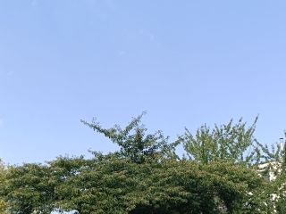 "Dunaújváros fái a négy évszakban" fotópályázat nyári ciklusa - fotó: 