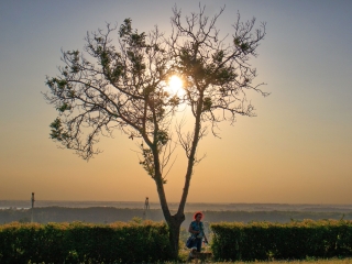 "Dunaújváros fái a négy évszakban" fotópályázat nyári ciklusa - fotó: 