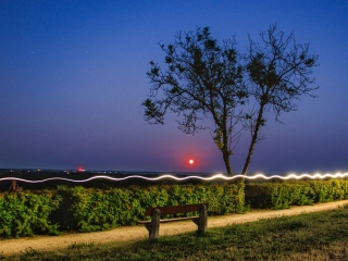 "Dunaújváros fái a négy évszakban" fotópályázat nyári ciklusa - fotó: 