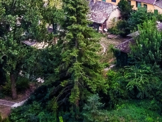 "Dunaújváros fái a négy évszakban" fotópályázat nyári ciklusa - fotó: 