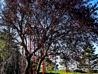 "Dunaújváros fái a négy évszakban" fotópályázat nyári ciklusa - fotó: 