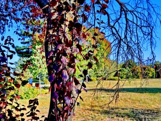 "Dunaújváros fái a négy évszakban" fotópályázat nyári ciklusa - fotó: 