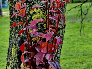 "Dunaújváros fái a négy évszakban" fotópályázat nyári ciklusa - fotó: 