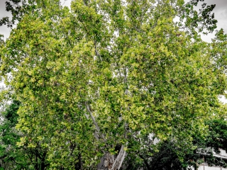 "Dunaújváros fái a négy évszakban" fotópályázat nyári ciklusa - fotó: 