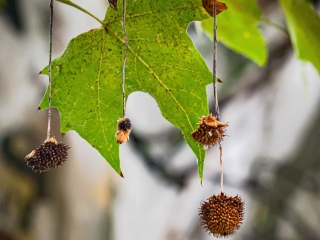 "Dunaújváros fái a négy évszakban" fotópályázat nyári ciklusa - fotó: 