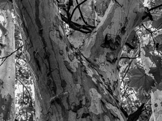 "Dunaújváros fái a négy évszakban" fotópályázat nyári ciklusa - fotó: 