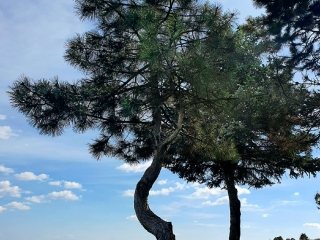 "Dunaújváros fái a négy évszakban" fotópályázat nyári ciklusa - fotó: 