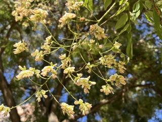 "Dunaújváros fái a négy évszakban" fotópályázat nyári ciklusa - fotó: 