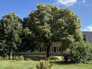 "Dunaújváros fái a négy évszakban" fotópályázat nyári ciklusa - fotó: 