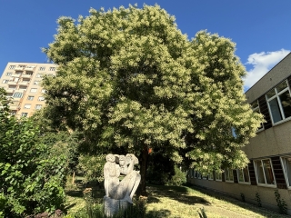 "Dunaújváros fái a négy évszakban" fotópályázat nyári ciklusa - fotó: 