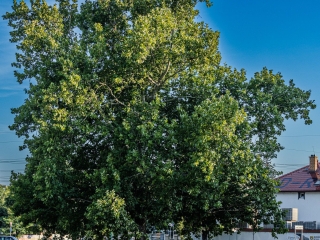 "Dunaújváros fái a négy évszakban" fotópályázat nyári ciklusa - fotó: 