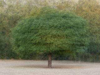 "Dunaújváros fái a négy évszakban" fotópályázat nyári ciklusa - fotó: 
