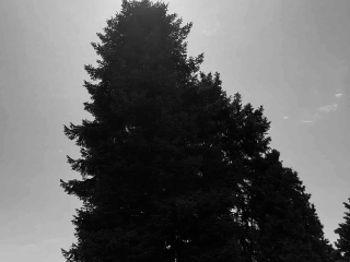 "Dunaújváros fái a négy évszakban" fotópályázat nyári ciklusa - fotó: 