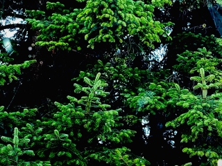 "Dunaújváros fái a négy évszakban" fotópályázat nyári ciklusa - fotó: 