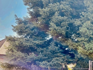 "Dunaújváros fái a négy évszakban" fotópályázat nyári ciklusa - fotó: 