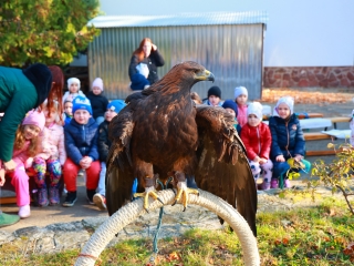 Ragadozó madarak az ovisok fölött - fotó: 