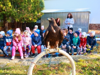 Ragadozó madarak az ovisok fölött - fotó: 