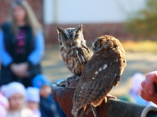 Ragadozó madarak az ovisok fölött - fotó: 