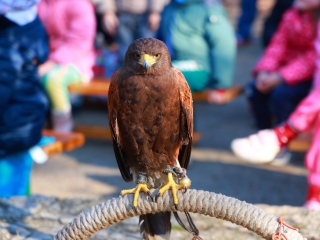 Ragadozó madarak az ovisok fölött - fotó: 