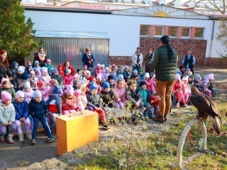 Ragadozó madarak az ovisok fölött - fotó: 