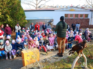 Ragadozó madarak az ovisok fölött - fotó: 