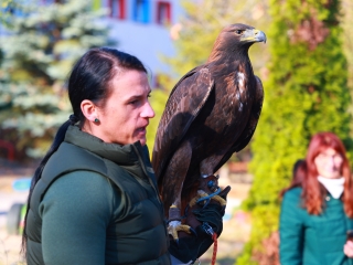 Ragadozó madarak az ovisok fölött - fotó: 