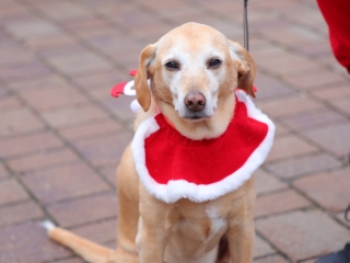 I. Családi Mikulásfutás - fotó: 