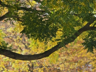 "Dunaújváros fái a négy évszakban" - őszi ciklus  - fotó: 