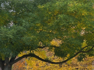 "Dunaújváros fái a négy évszakban" - őszi ciklus  - fotó: 