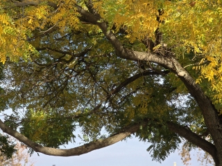 "Dunaújváros fái a négy évszakban" - őszi ciklus  - fotó: 