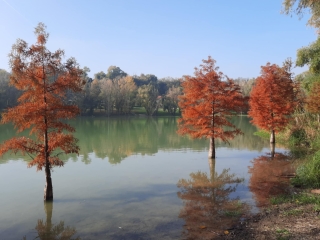 "Dunaújváros fái a négy évszakban" - őszi ciklus  - fotó: 