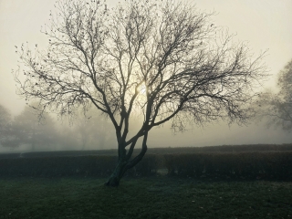 "Dunaújváros fái a négy évszakban" - őszi ciklus  - fotó: 