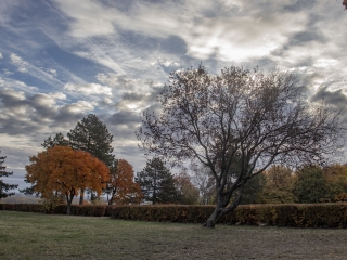 "Dunaújváros fái a négy évszakban" - őszi ciklus  - fotó: 