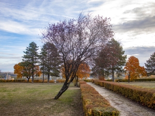 "Dunaújváros fái a négy évszakban" - őszi ciklus  - fotó: 