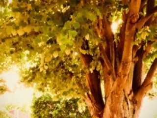 "Dunaújváros fái a négy évszakban" - őszi ciklus  - fotó: 