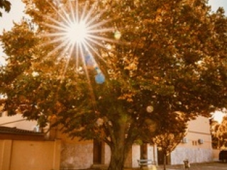 "Dunaújváros fái a négy évszakban" - őszi ciklus  - fotó: 