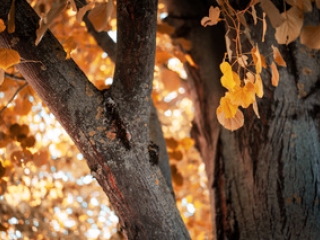 "Dunaújváros fái a négy évszakban" - őszi ciklus  - fotó: 