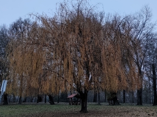 "Dunaújváros fái a négy évszakban" - őszi ciklus  - fotó: 