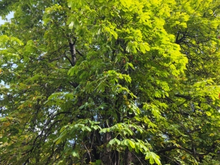 "Dunaújváros fái a négy évszakban" - őszi ciklus  - fotó: 