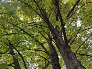 "Dunaújváros fái a négy évszakban" - őszi ciklus  - fotó: 