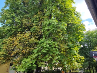 "Dunaújváros fái a négy évszakban" - őszi ciklus  - fotó: 