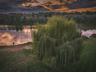 "Dunaújváros fái a négy évszakban" - őszi ciklus  - fotó: 
